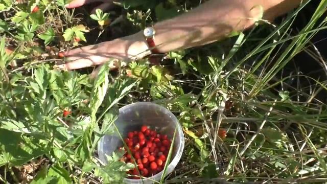 Земляника поспела! смотреть онлайн