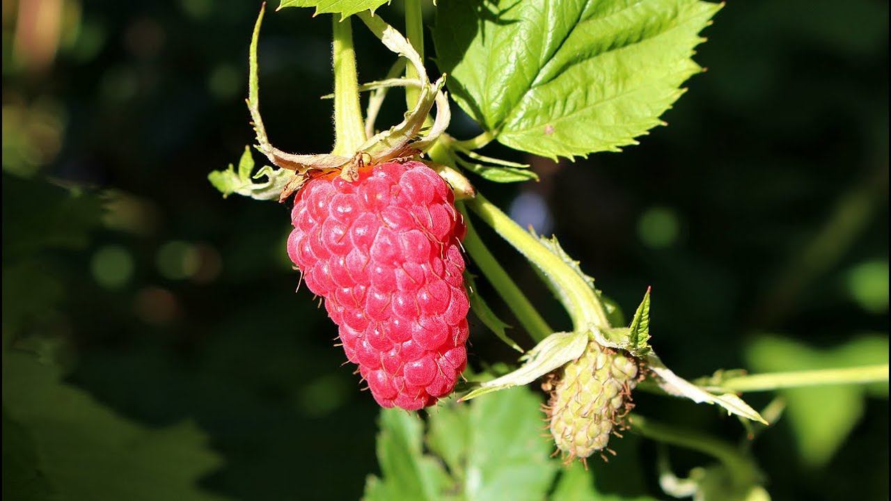 Малина Слава России. Лучший сорт. Сверхкрупноплодная малина. смотреть онлайн