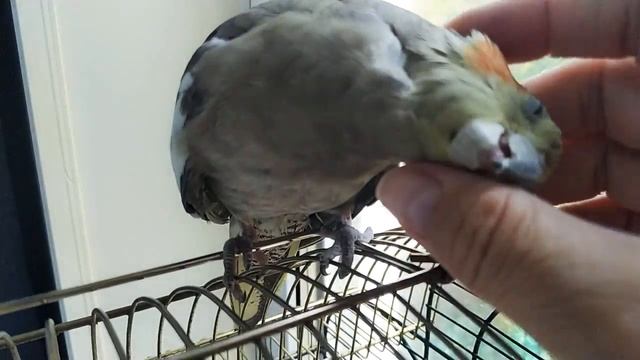 Почесать можно, погладить нельзя! смотреть онлайн