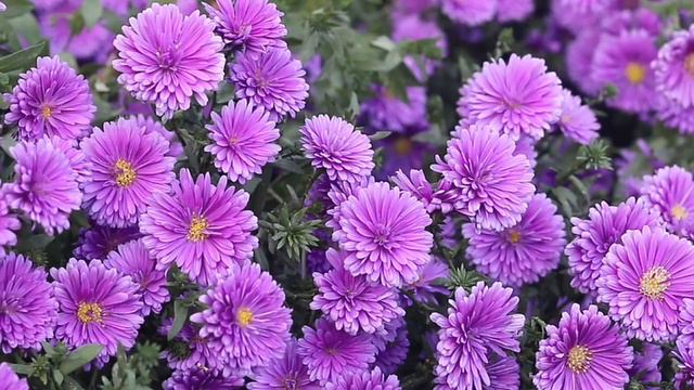 Поздравление от друзей 😘❤️