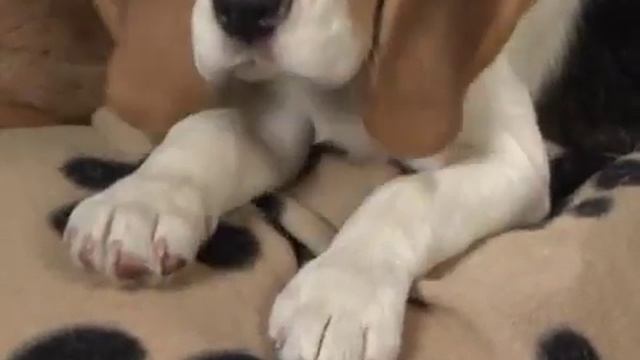 Ознакомительное видео о породе бигль. смотреть онлайн