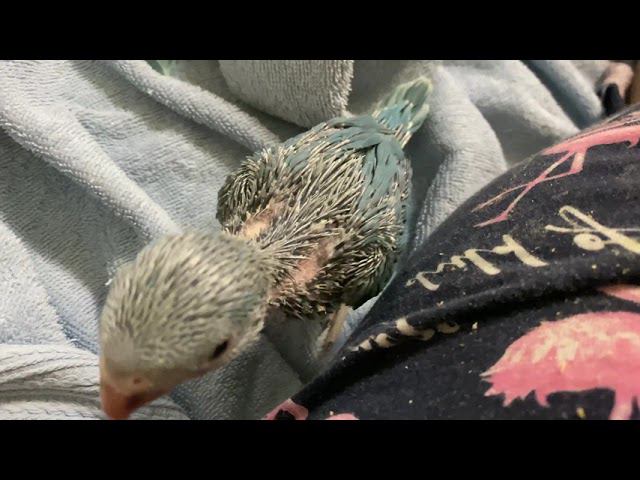 ВЫКОРМЫШИ Ожереловые попугаи птенцы смотреть онлайн