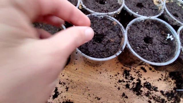 16/02/2022. Рубрика садоводство | Посадка огурцов и ежевики. смотреть онлайн