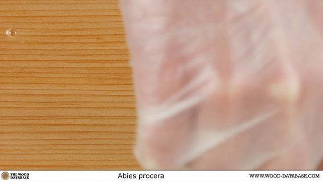 Noble fir (Abies procera) смотреть онлайн