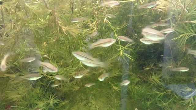 Горный меченосец Xiphophorus nezahualcoyotl смотреть онлайн