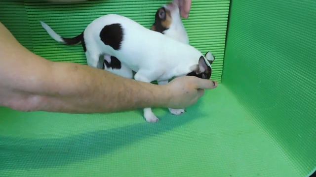 #ПРОДАЮЩЕНКАЧИХУА ЦЕЗАРИОН , ЦЕРИОС , ЦЕЗАЛИЯ , ЦИСАННА #КУПЛЮЧИХУАПРОДАЮЩЕНКА#МАРИМИСТИКРКФПИТОМНИ смотреть онлайн