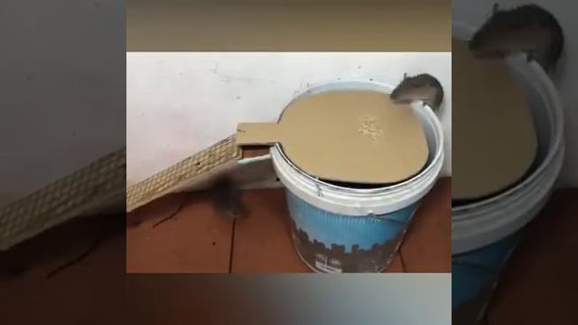 Как поймать грызунов. Мышеловка своими руками смотреть онлайн