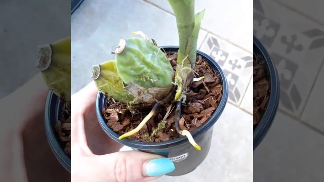 Как вырастить корни у ликасты Lycaste?