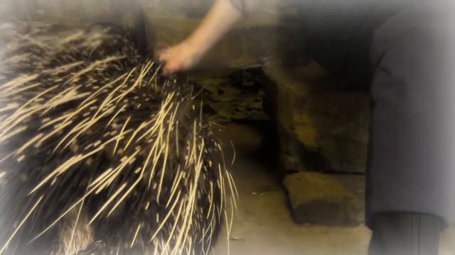 "Приятные Воспоминания Индийского Дикобраза" смотреть онлайн