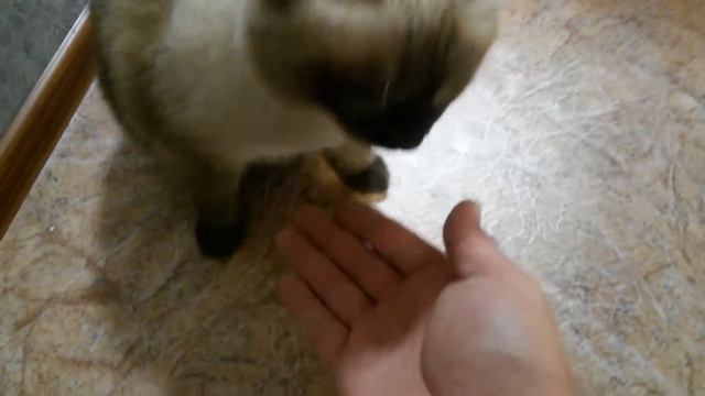 Кот дает лапу смотреть онлайн