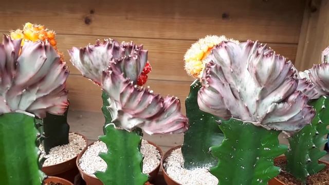 Euphorbia lactea - grow and care смотреть онлайн