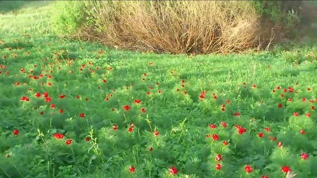 Дикий пион,2014 смотреть онлайн