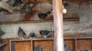 Бойные голуби в Турции часть 1