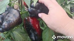 ПЕРЕЦ ТАК ЧТОБ БЫЛО МНОГО)) С ВОЛШЕБНЫМ СЛОВОМ!!! // ВАЦАП ДЛЯ ЗАКАЗА 89152458159 ПИСЬМЕННО