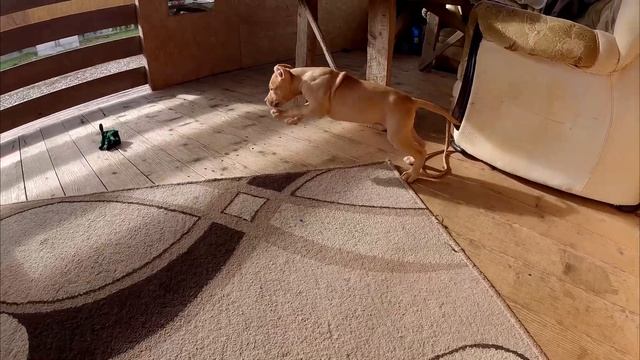 Колобок остался на улице... / Что натворили щенки на этот раз ? / Самый вредный и самый хитрый щено смотреть онлайн