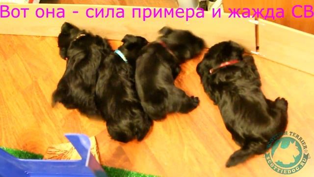 Заговор? Побег? Попытка - не пытка! смотреть онлайн