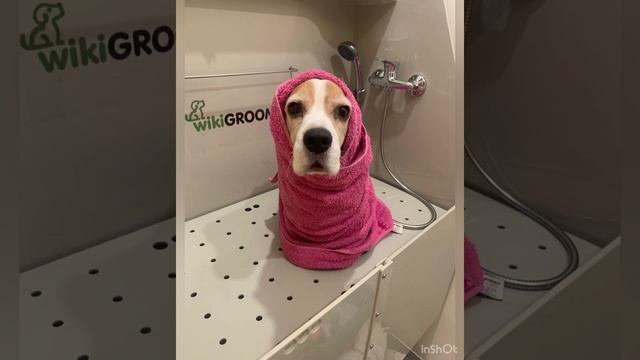 Экспресс-линька Бигля в домашних условиях. смотреть онлайн