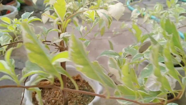Lilac Variegated Bougainvillea