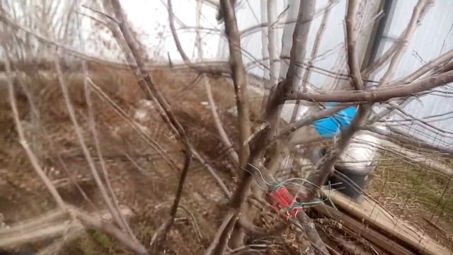 Обрезка деревьев ВЕСНОЙ. Два основных правила обрезки дерева / Pruning trees смотреть онлайн