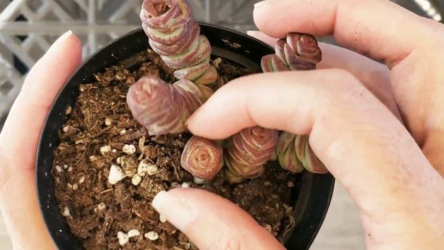 Crassula Babys Necklace