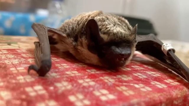 МосЗОО: Приют для летучих мышей смотреть онлайн