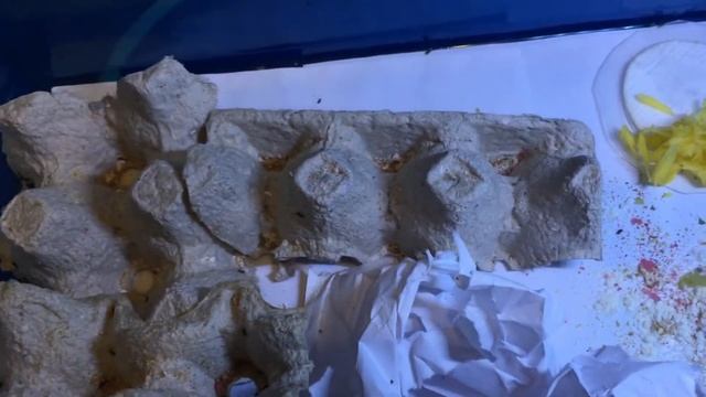 Разведение и содержание сверчков Ч-3 смотреть онлайн