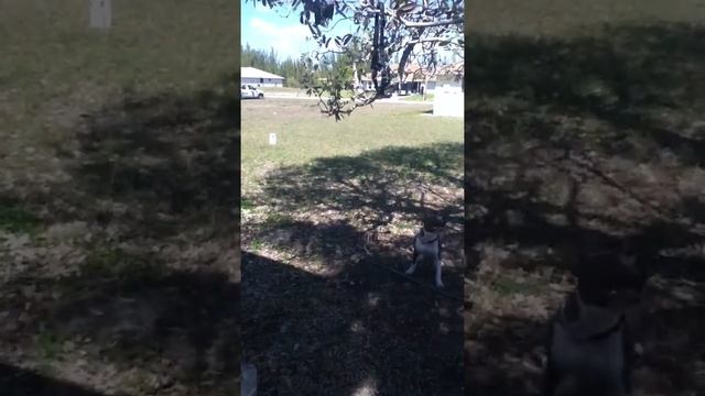 Dice jumping skill смотреть онлайн