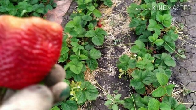 Обзор сорта ЧАМОРА ТУРУСИ (ЯПОНИЯ) ВСЯ ПРАВДА! ЗАКАЗ 2021 ГОД смотреть онлайн