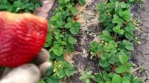 Обзор сорта ЧАМОРА ТУРУСИ (ЯПОНИЯ) ВСЯ ПРАВДА! ЗАКАЗ 2021 ГОД