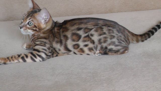 Бенгальский котик.