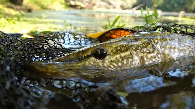 On explore une rivière à Gros Brochets, j’hallucine en découvrant le spot ! смотреть онлайн