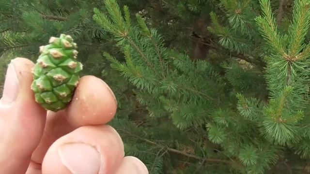 РЫБАЛКА!!! ПОИСК МЕТАЛЛОИСКАТЕЛЕМ!!! ЕДИМ ШИШКИ!!! смотреть онлайн