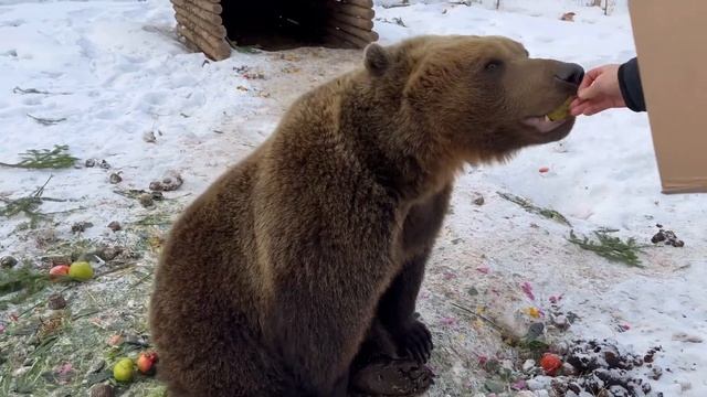 В гостях у Кирилла Потапова и его животных. Часть 1: волки и медведи смотреть онлайн