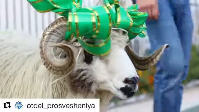 Курбан Байрам в детском садике смотреть онлайн