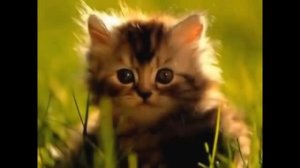 Детская песенка про Жирафа  У жирафа пятна, У слона складки  Русские Песни Желез