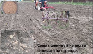 Сеем сидераты  осенью после уборки урожая на огороде.  Сеем пшеницу в качестве сидерата.