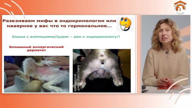 Курс «Эндокринология мелких домашних животных» для начинающих. смотреть онлайн