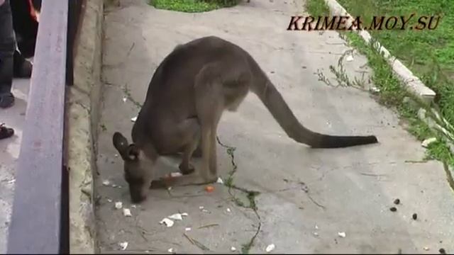 Крым. Ялтинский зоопарк. смотреть онлайн