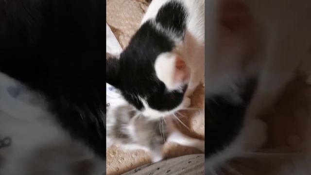 25 - День 39-й. Котята - веселые ребята смотреть онлайн