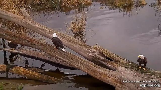 Орлану пообщаться хотелось - не получилось#Mississippi River Flyway Cam смотреть онлайн