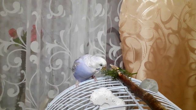 СТЕСНИТЕЛЬНЫЙ ПОПУГАЙ \ СТЕСНЯШКА МОЛЛИ #милыйпопугай смотреть онлайн