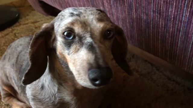 СОБАКА С ЧЕЛОВЕЧЕСКИМ ВЗГЛЯДОМ и голубыми глазами смотреть онлайн