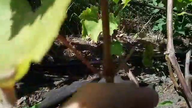 Серая гниль винограда смотреть онлайн