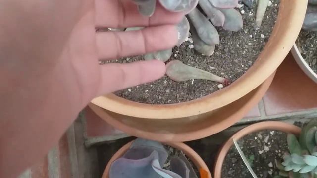 Haciendo limpieza смотреть онлайн