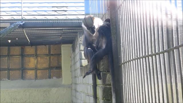 Kaelusmangabei pojaga смотреть онлайн
