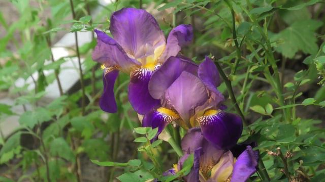 Цветы у подъезда смотреть онлайн