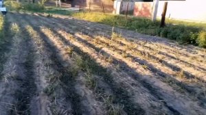 Самодельный минитрактор, кошу ботву картофеля мульчером