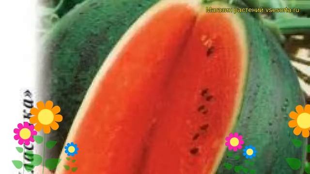 Арбуз Мелитопольский. Краткий обзор, описание характеристик, где купить семена citrúllus lanátus смотреть онлайн