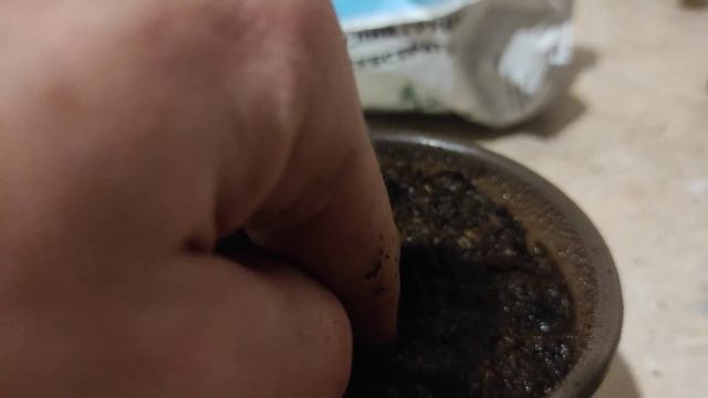 КАК ВЫРАСТИТЬ ХУРМУ ИЗ КОСТОЧКИ В ДОМАШНИХ УСЛОВИЯХ. Часть 1. ПОСАДКА КОСТОЧКИ. смотреть онлайн