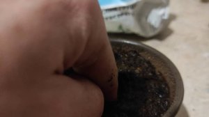 КАК ВЫРАСТИТЬ ХУРМУ ИЗ КОСТОЧКИ В ДОМАШНИХ УСЛОВИЯХ. Часть 1. ПОСАДКА КОСТОЧКИ.